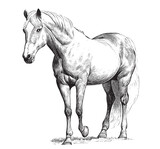 Fototapeta Konie - Beautiful horse standing hand drawn engraving style sketch Vector illustration