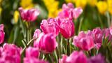 Fototapeta Tulipany - pink and white tulips