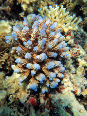 Wall Mural - Underwater scenes on Acropora SPS coral colony into the sea