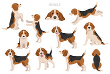 Beagle Dog Dog Clipart. All Coat Colors Set.  Different Position. All Dog Breeds Characteristics Infographic
