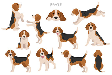 Wall Mural - Beagle dog dog clipart. All coat colors set.  Different position. All dog breeds characteristics infographic