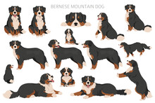 Bernese Mountain Dog Clipart. All Coat Colors Set.  Different Position. All Dog Breeds Characteristics Infographic