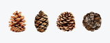 Fototapeta  - Watercolor Pine cone set vector elements design