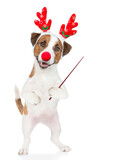 Fototapeta  - Jack russell terrier puppy dressed like santa claus reindeer  Rudolf Points away on empty space. isolated on white background