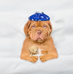 Aufkleber - Unhappy sick mastiff puppy with ice bag or ice pack on it head hugs toy bear and sleeps on a bed at home. Top down view