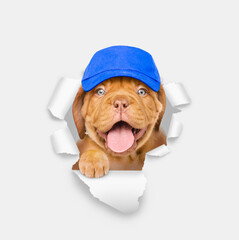 Poster - Happy Mastiff puppy wearing blue cap looking through a hole in white paper