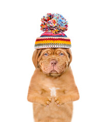 Poster - Sad frozen puppy wearing a warm winter hat with pompon looking at camera. isolated on white background
