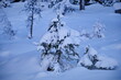 © Vedrana - Bush covered with snow against snowy landscape