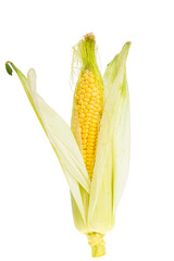 Poster - head of corn isolated