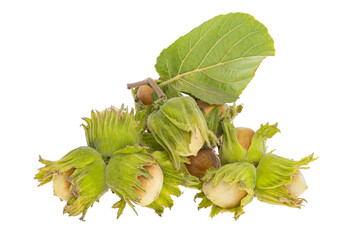 Poster - hazel nut in shell isolated