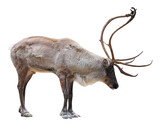 Fototapeta Zwierzęta - Male of reindeer (Rangifer tarandus), PNG, isolated on transparent background