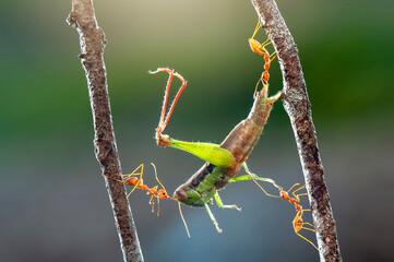Wall Mural - Ants prey grasshopper on a branch