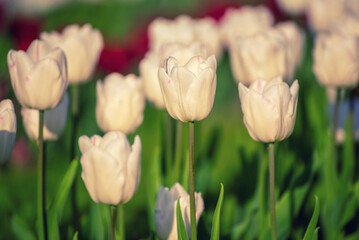 White tulip flowers