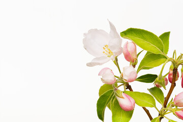 Wall Mural - Apple flowers with pink tips on a branch