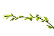 Spring plum sprig isolate for decoration with white background