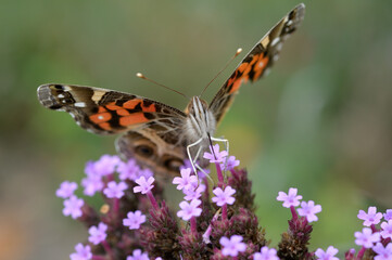 Wall Mural - butterfly nectaring on verbena