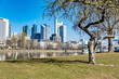 Frankfurt with blooming trees in spring