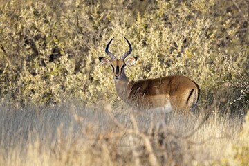 Wall Mural - Black Faced Impala Buck with good horns standing in the African Bush, Etosha National Park, Namibia