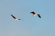 Flying greater flamingo with blue sky background