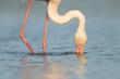 Greater flamingo looking for food in a lagoon
