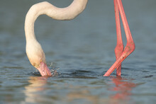 Greater Flamingo Looking For Food In A Lagoon