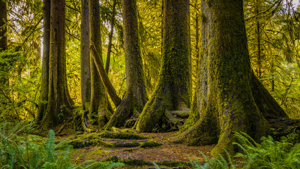 Wall Mural - Amazing interlacing of the roots of large trees. Many trees and mosses grow from and over the fallen tree trunks. Hoh Rain Forest, Olympic National Park, Washington state, USA