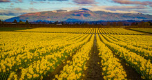 Amazing Sunset Over The Field Of Beautiful Yellow Daffodils. Blooming Narcissus In Spring.