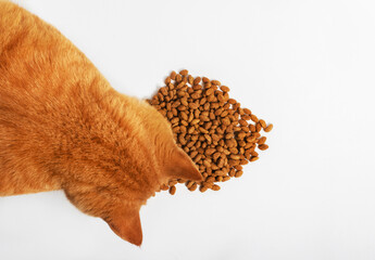 Cute red cat eating dry food, top view