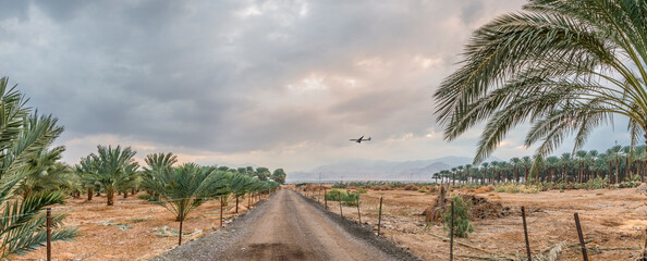 Wall Mural - Panoramic view on plantation of date palms intended for healthy and GMO free food production. Dates agriculture is rapidly developing sustainable industry in desert and arid areas of the Middle East