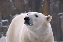 Brookfield, Illinois, USA, January 13, 2012. A Polar Bear On A Winter Day In The Brookfield Zoo.
