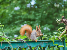 Red Squirrel Is A Species Of Tree Squirrel In The Genus Sciurus, Common In Europe And Asia.