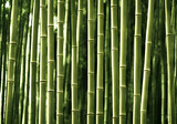 Fototapeta Sypialnia - Illustration of bamboo forest, generative ai