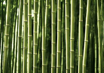  Illustration of bamboo forest, generative ai
