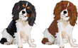 Cavalier King Charles Spaniel colors. Cute dog characters, sitting pose, design for print, adorable and cute cartoon vector set, small spaniel in different poses. Dog Drawing logo. Brown and black.