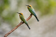 Rainbow Bee-eaters
