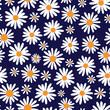 © Kateryna - White daisies on navy blue seamless vector pattern