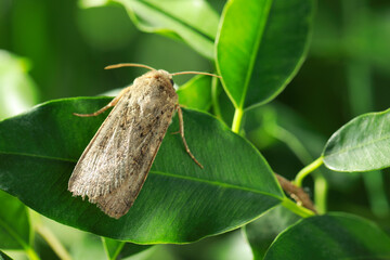 Wall Mural - Paradrina clavipalpis moth on green leaf outdoors