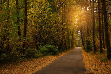 Wall Mural - Pathway between many beautiful trees in autumn park