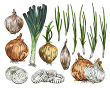 Onions Such As Bulb, Spring Onions And Leeks Sketch Vector Illustration Isolated.