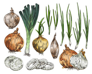 Wall Mural - Onions such as bulb, spring onions and leeks sketch vector illustration isolated.