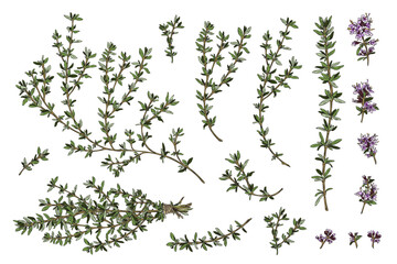 Wall Mural - Thyme branches and flowers, hand drawn sketch vector illustration isolated on white background.