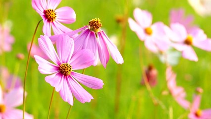 Wall Mural - Beautiful cosmos  flowers in the garden, outdoor  Chiangmai Thailand