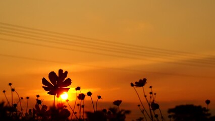 Wall Mural - Silhouette  of  beautiful   flowers with sunset in the garden, outdoor  Chiangmai Thailand