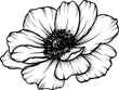 Anemone flower. Linear poppy flower. Hand drawn illustration. This art is perfect for invitation cards, spring and summer decor, greeting cards, posters, scrapbooking, print, etc.