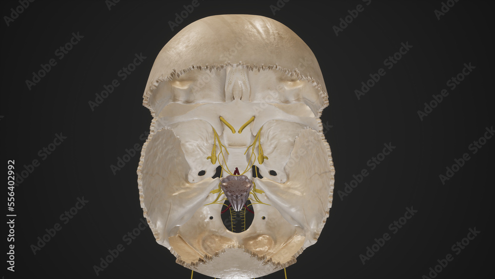 Cranial Nerves Exiting Cranial Cavity.3d rendering