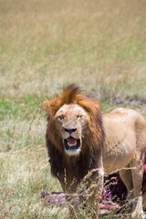 Canvas Print - Male lion gasp in the heat of the savannah in Africa