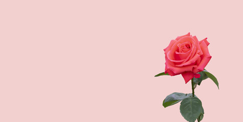 Red rose on a pink background. Place for text material.