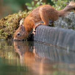 Poster - A low level close up of a red squirrel drinking from a pool. It has a  reflection in the water