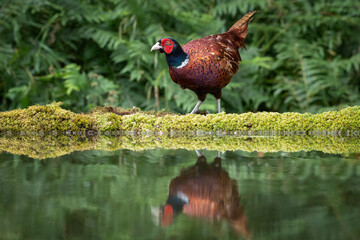Aufkleber - A male pheasant is captured by a pool. His reflection is caught in the water as he stands on the bank