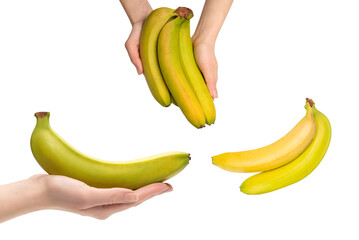 A bunch of bananas in woman hand isolated on white background.